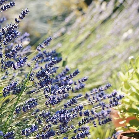 B&B Lavanda E Rosmarino Ассизи Экстерьер фото
