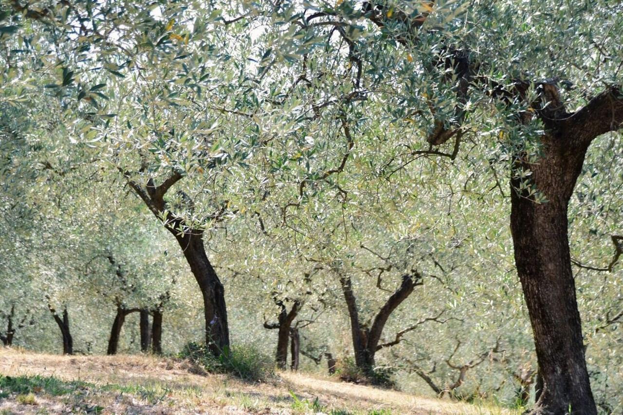 B&B Lavanda E Rosmarino Ассизи Экстерьер фото
