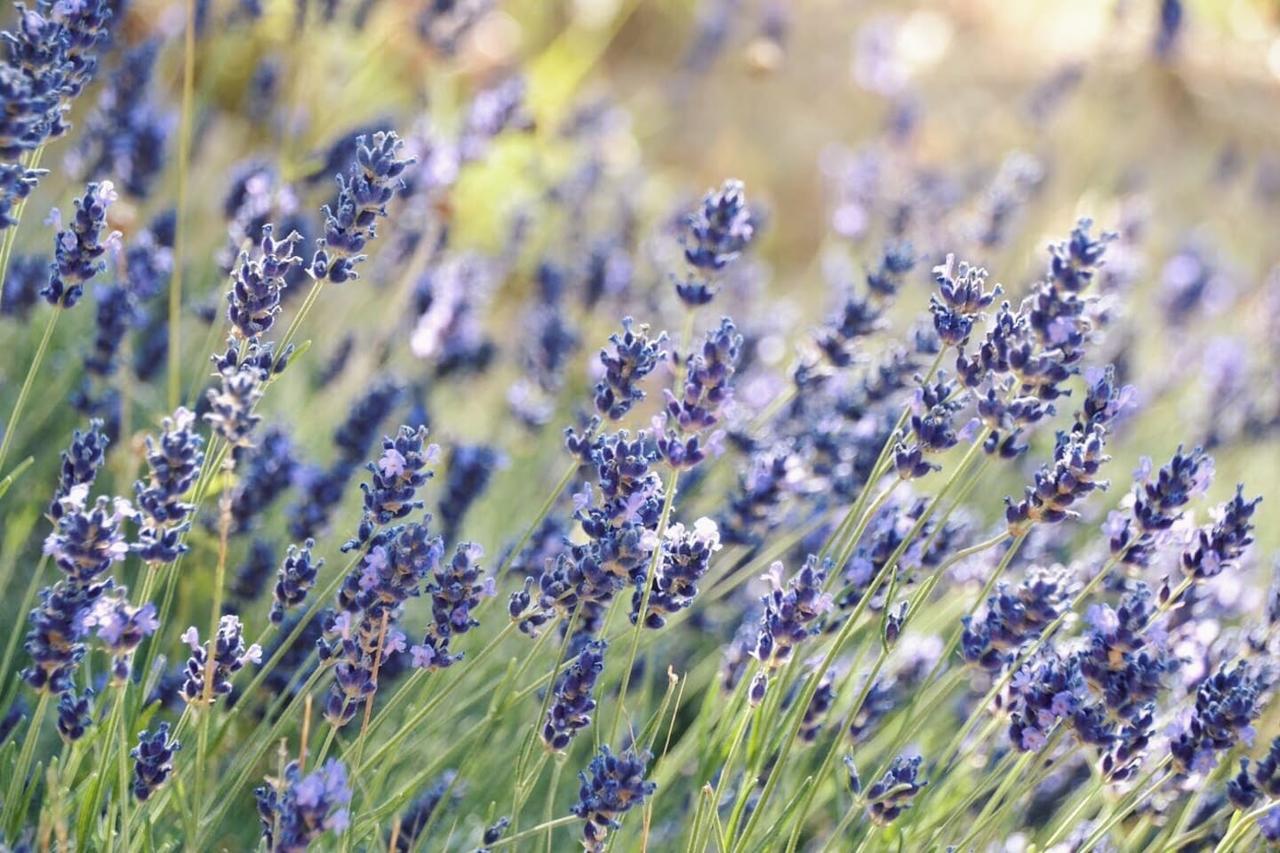 B&B Lavanda E Rosmarino Ассизи Экстерьер фото